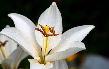 bud of white lily after rain. White lily in the drops of dew in a summer garden. Black background. Greeting card concept