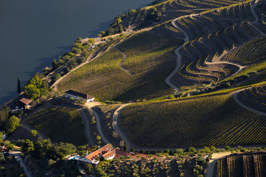 UNESCO World Heritage, the Douro Valley beautiful endless lines of Vineyards, in Sao Joao da Pesqueira, Viseu, Portugal.	
