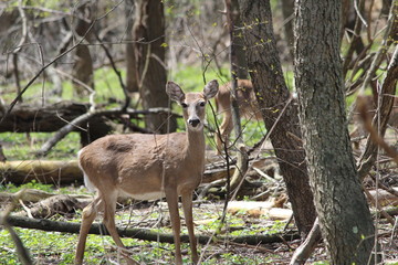 deer in the forest