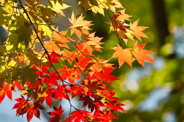水辺の紅葉