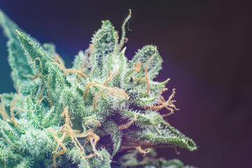 Fresh green weed In details. CBD THC in Pot. CBD THC in Pot. Marijuana bud close up. Macro...