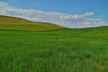 green field and blue sky