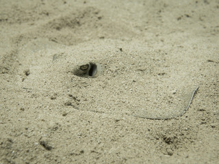 A blue spotted stingray hides in the sand on the bottom of the sea