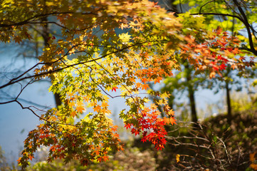 水辺の紅葉