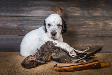 english setter puppy dog with knife and duck