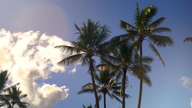 Beautiful Hawaiian Palm Trees during Sunset