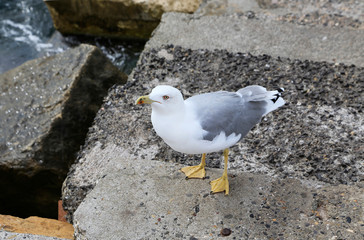 Seagull standing on the stone pier