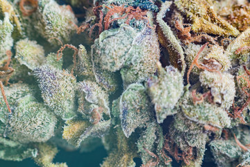 marijuana, cannabis macro trichomes thc flower Sativa Tangiematic. With light tinted