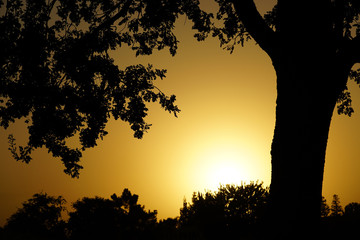 Sunset and Dark shadow of the tree