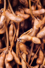 Harvested ripe soybean pods