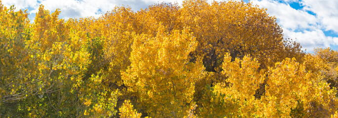 Golden Fall Leaves Yellow in Sun