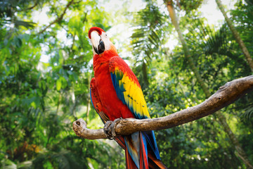 Kinky red macaw or scarlet macaw Ara macao with green sunny jungle background © Loes Kieboom