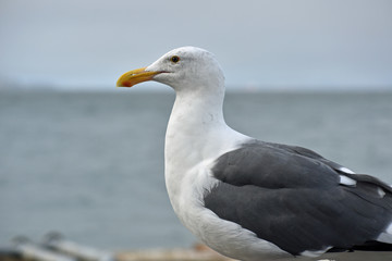 Seagull