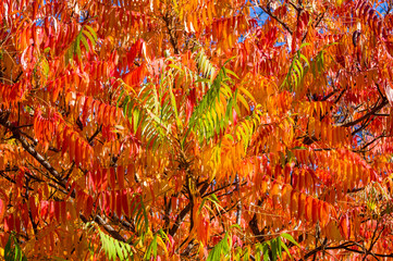 Autumn red and yellow colors of the Rhus typhina, Staghorn sumac, Anacardiaceae, leaves of sumac on blue sky.