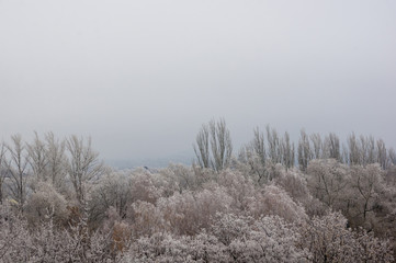 Winter urban frosty landscape - snow covered trees on foggy background