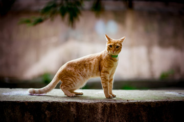 red domestic cat with green eyes, sitting under a tree and waiting