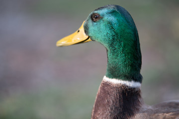 Patos
