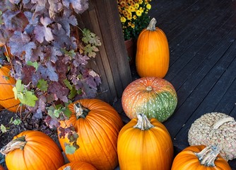 Group of Various Ornamental Pumpkins