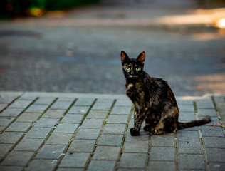 Naklejka premium tricolor, brown, domestic cat with green eyes, sitting under a tree and waiting