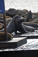Sea Lions at Pier 39