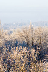 Winter urban frosty landscape - snow covered trees on foggy background