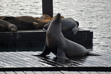 Sea Lions at Pier 39