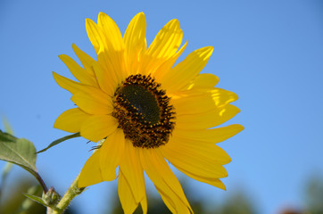 Słoneczniki  © zibi