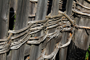 caratteristica legatura di rami di abete intrecciati a Presule (Bolzano)