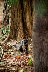 tricolor, brown, domestic cat with green eyes, sitting under a tree and waiting