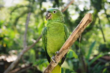 Green small parrot on a branch in Macaw Mountain Bird Park, Copan Ruinas, Honduras