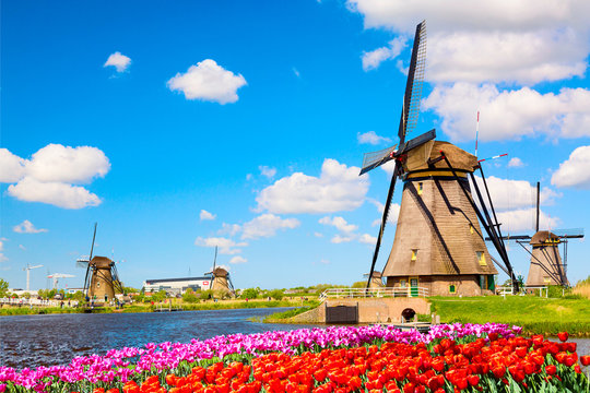 Colorful spring landscape in Netherlands, Europe. Famous windmills in Kinderdijk village with a tulips flowers flowerbed in Holland. Famous tourist attraction in Holland