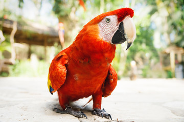 Walking red macaw or scarlet macaw Ara macao with green sunny jungle background