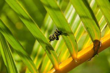 Fototapeta premium Colorful butterfly larvae in a plant