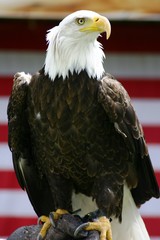 Eagle1