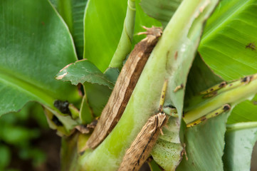 Colorful butterfly larvae in a plant