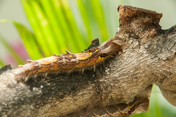 Colorful butterfly larvae in a plant