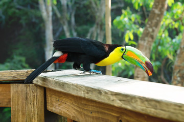 Jumping Keel-billed Toucan, Ramphastos sulfuratus, in Macaw Mountain Bird Park, Copan Ruinas, Honduras