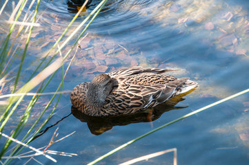 Duck swimming quietly in the river