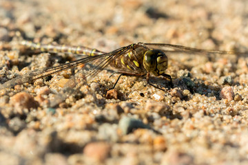 dragonfly