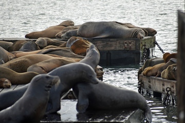 Sea Lions at Pier 39