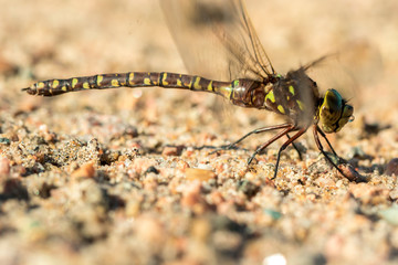 dragonfly