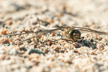 dragonfly