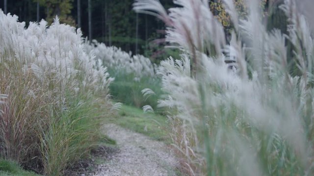 Pampas grass in the mountains