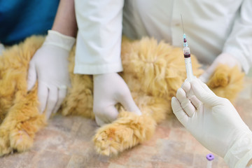 red fluffy cat on examination in a veterinary clinic. Analysis of blood in the animals