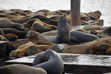Sea Lions at Pier 39