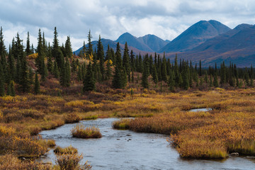 Beautiful fall / autumn color of trees and mountains in remote Alaska