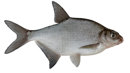 Freshwater fish isolated on white background closeup. The common, freshwater,  bronze bream or carp bream  is a  fish in the carp family Cyprinidae, type species: Abramis brama. - obrazy, fototapety, plakaty