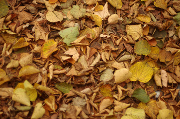 Herbstblätter 1