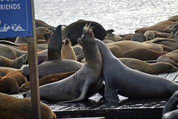 Fototapeta premium Sea Lions at Pier 39