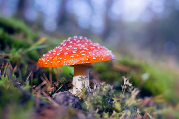 Fly agaric mushroom (lat. Amanita muscaria) growing among the moss in the forest at sunny autumn day